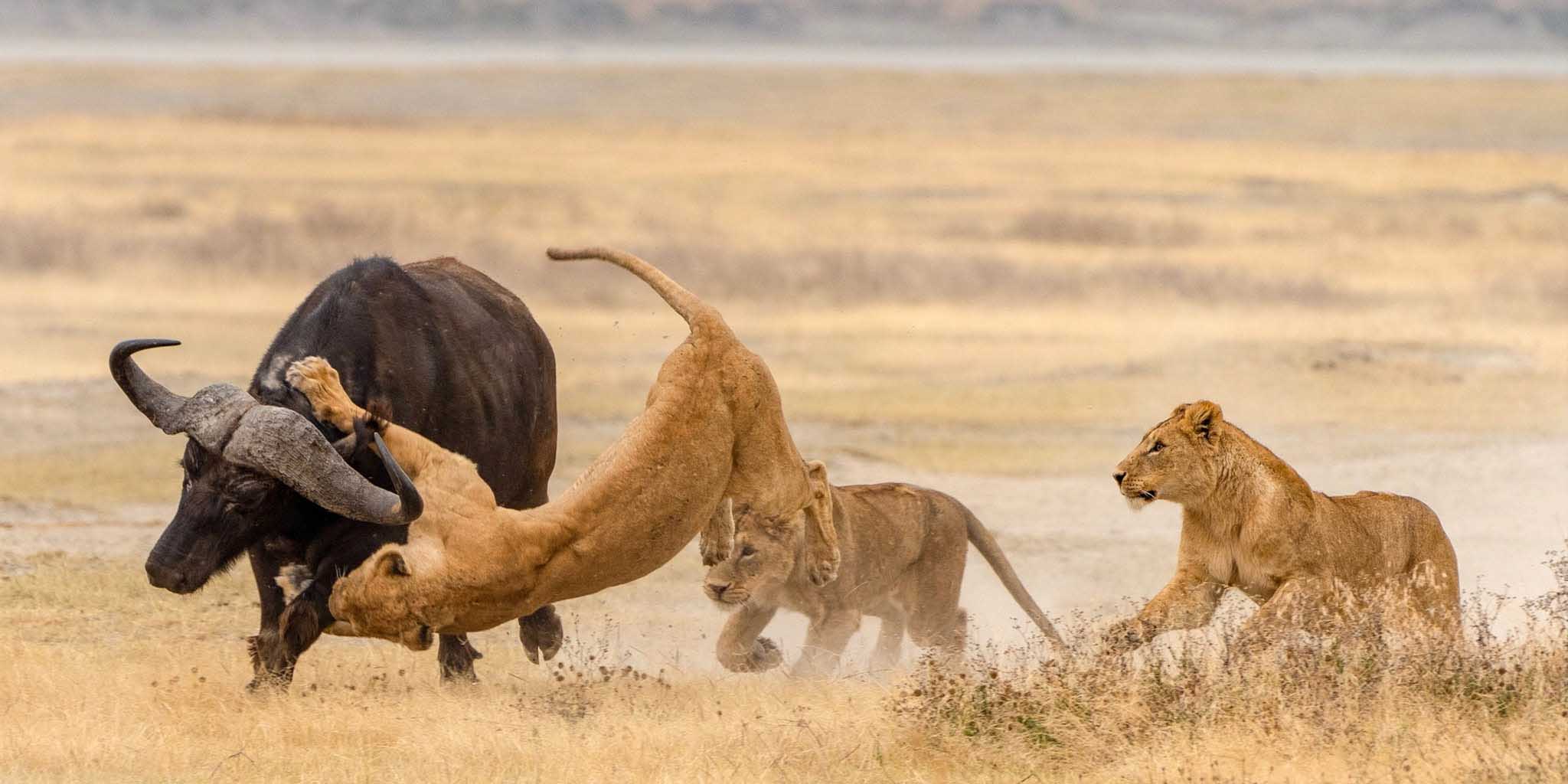 3 Days Tanzania Lodge Safaris Tarangire and Ngorongoro Crater