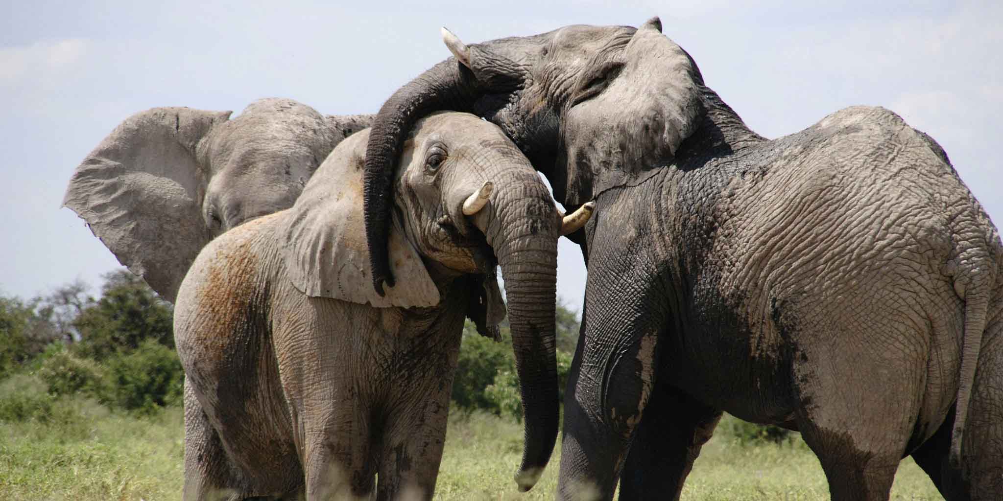 4 Days Tanzania Lodge Safaris Tarangire, Ngorongoro Crater and Lake Manyara