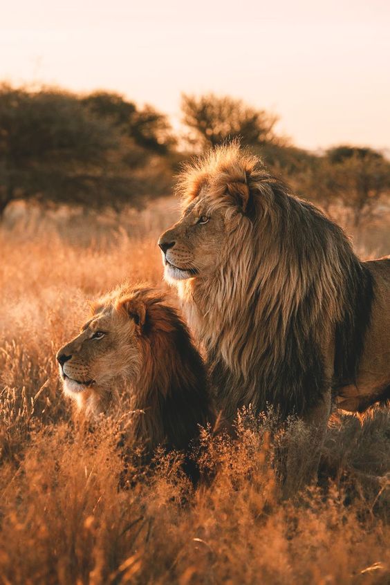 BEST AFRICAN WILDLIFE PARKS - MALE LION