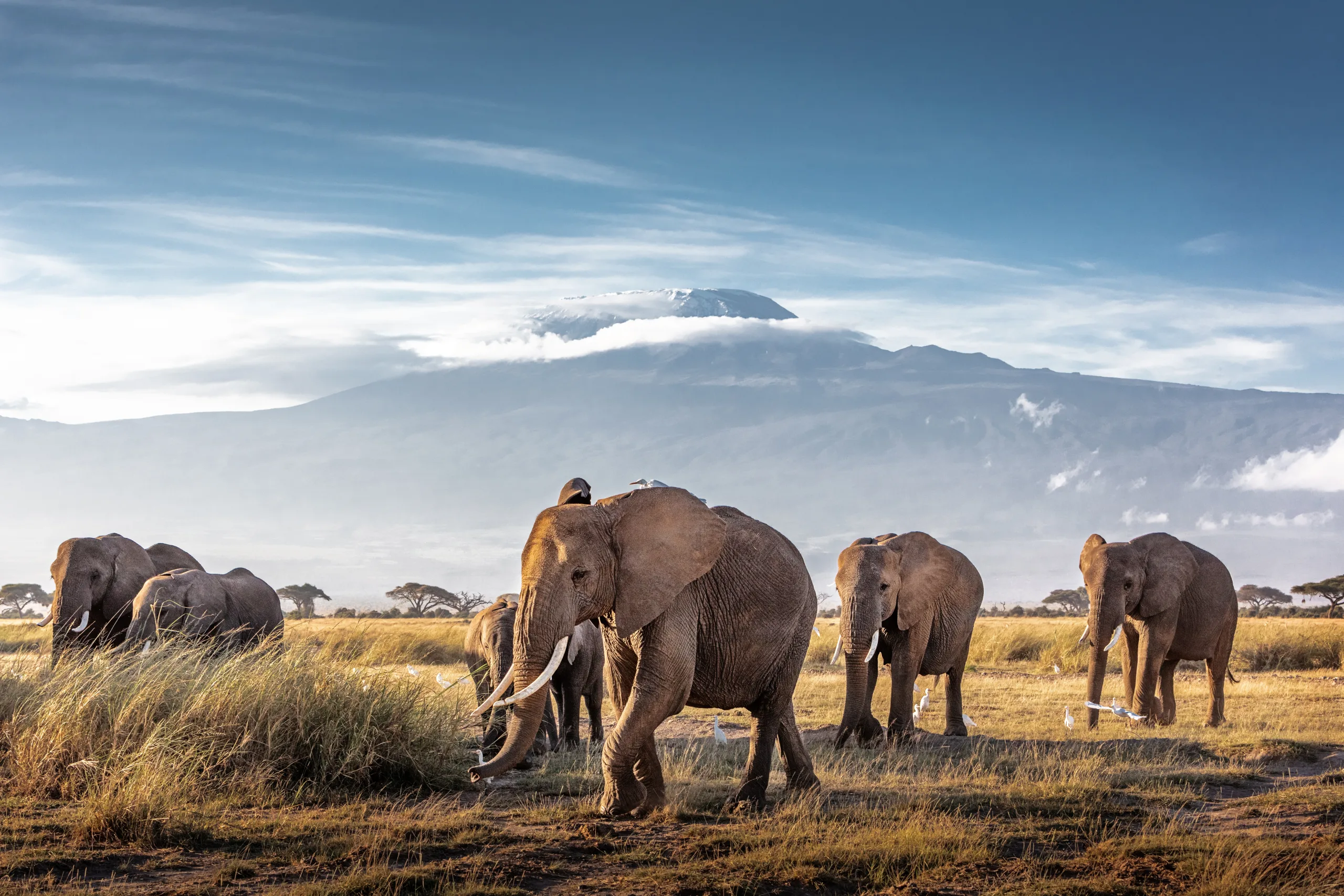 Kilimanjaro Climb Safari Package